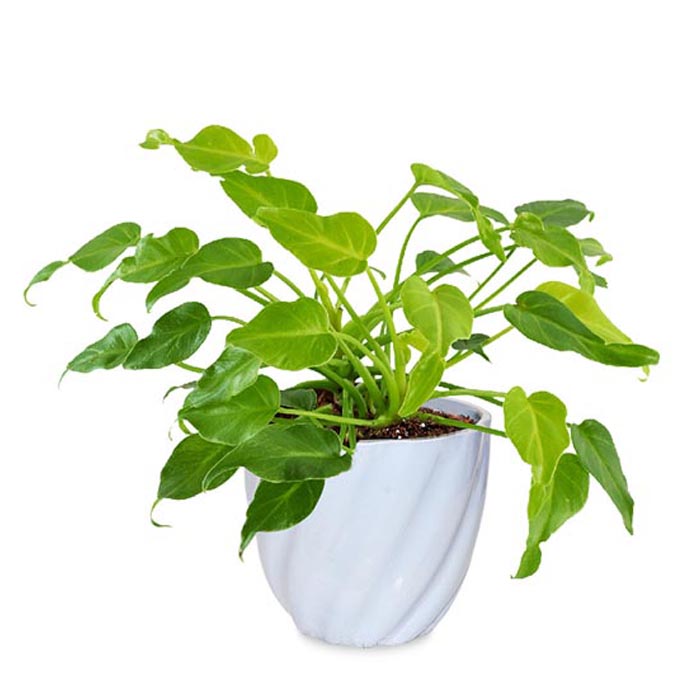 Philodendron Xanadu in Light Blue Twisted Grace Ceramic Pot